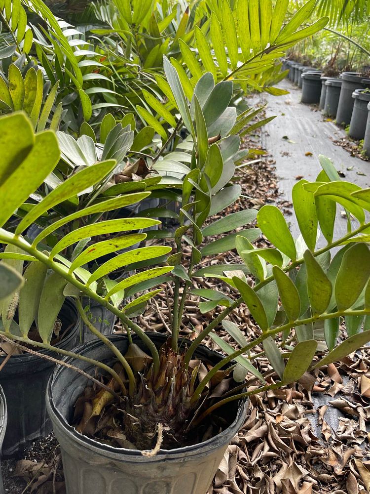 zamia-furfuracea-zamia-maritima-cardboard-palm