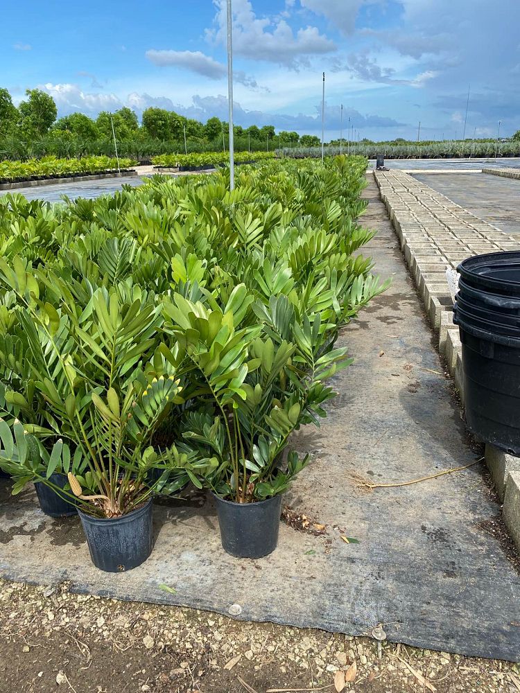 zamia-furfuracea-zamia-maritima-cardboard-palm