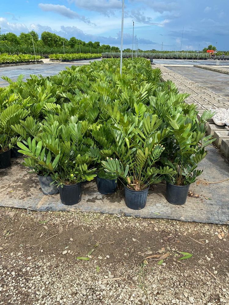 zamia-furfuracea-zamia-maritima-cardboard-palm
