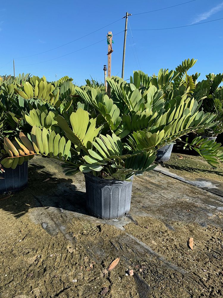 zamia-furfuracea-zamia-maritima-cardboard-palm