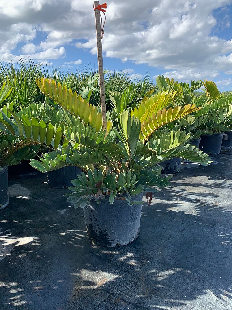 zamia-furfuracea-zamia-maritima-cardboard-palm
