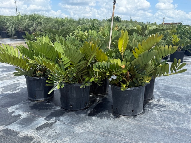 zamia-furfuracea-zamia-maritima-cardboard-palm