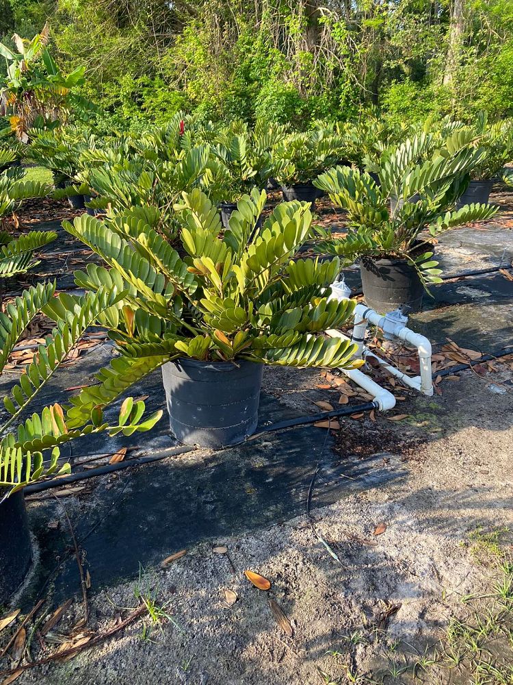 zamia-furfuracea-zamia-maritima-cardboard-palm