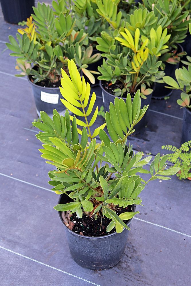 zamia-furfuracea-zamia-maritima-cardboard-palm