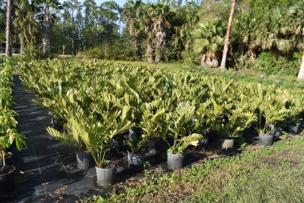 zamia-furfuracea-zamia-maritima-cardboard-palm