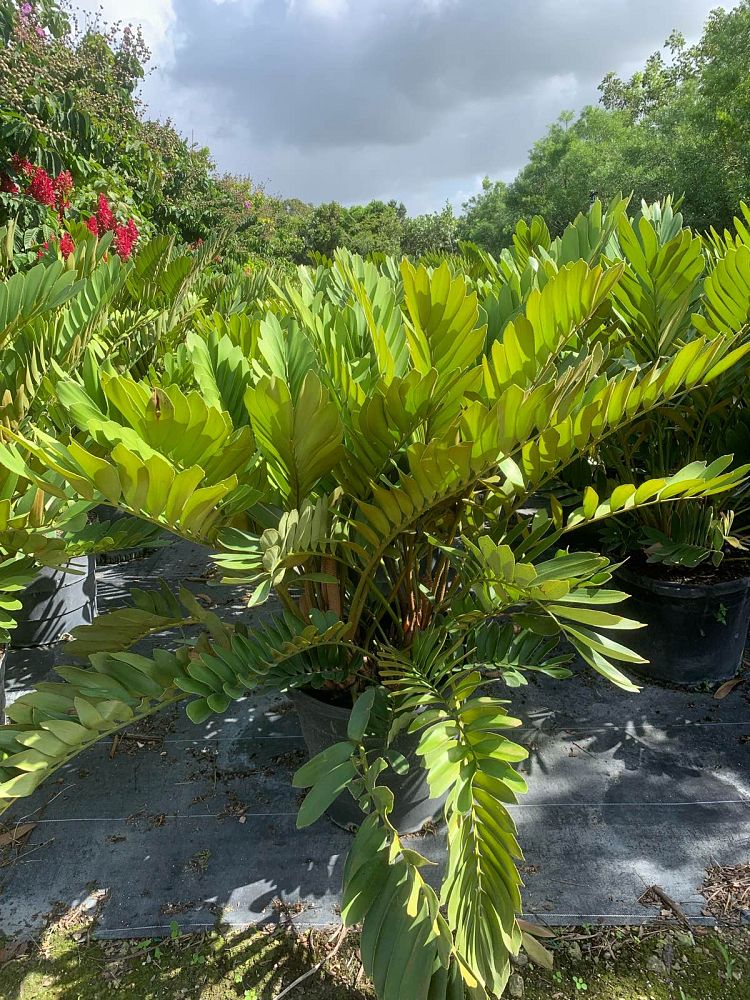 zamia-furfuracea-zamia-maritima-cardboard-palm