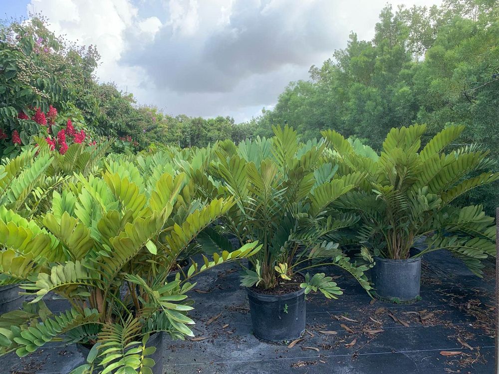 zamia-furfuracea-zamia-maritima-cardboard-palm