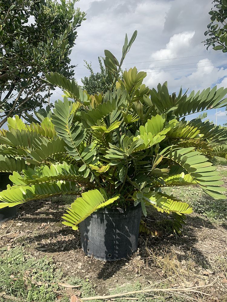 zamia-furfuracea-zamia-maritima-cardboard-palm