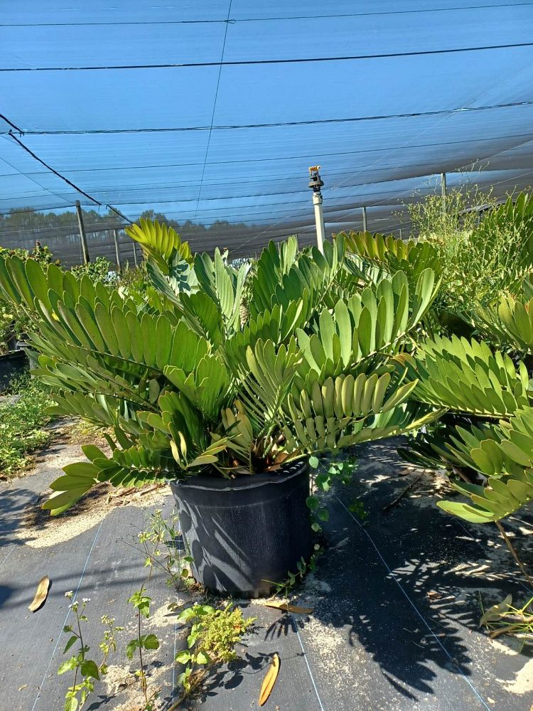 zamia-furfuracea-zamia-maritima-cardboard-palm