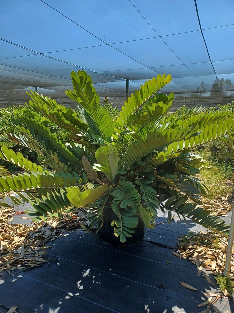 zamia-furfuracea-zamia-maritima-cardboard-palm