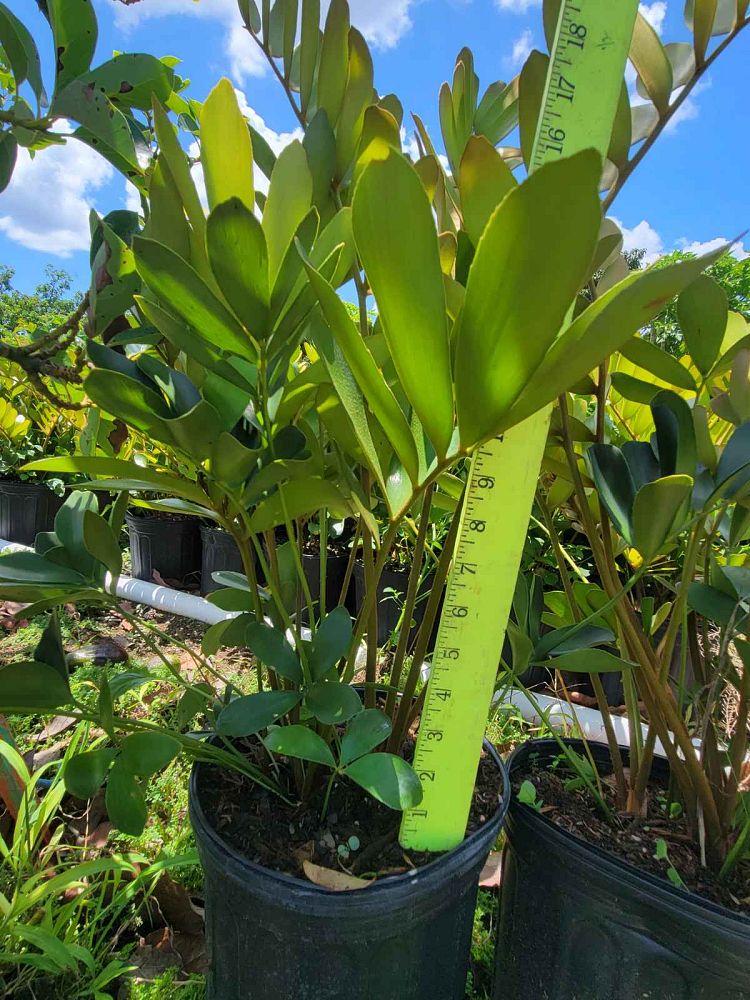zamia-furfuracea-zamia-maritima-cardboard-palm
