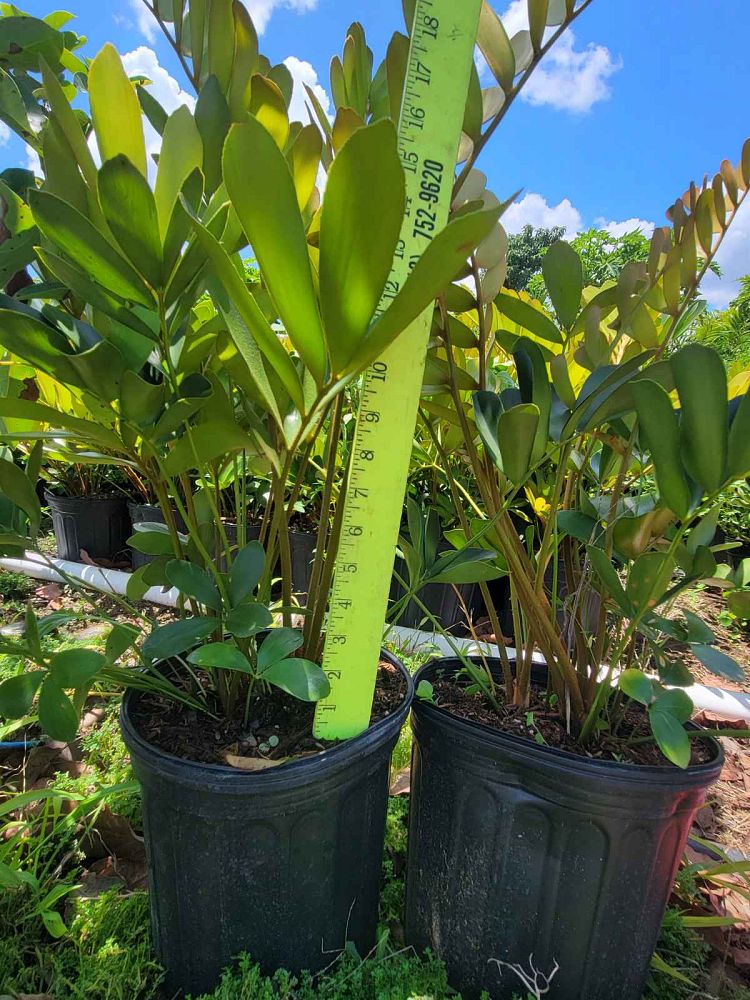 zamia-furfuracea-zamia-maritima-cardboard-palm