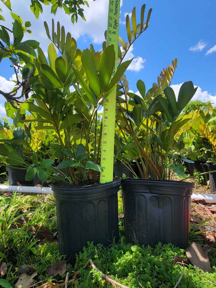 zamia-furfuracea-zamia-maritima-cardboard-palm