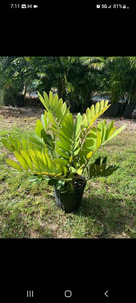 zamia-furfuracea-zamia-maritima-cardboard-palm