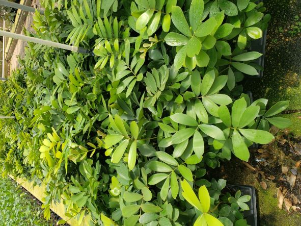 zamia-furfuracea-zamia-maritima-cardboard-palm