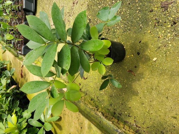 zamia-furfuracea-zamia-maritima-cardboard-palm