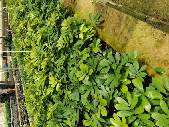 zamia-furfuracea-zamia-maritima-cardboard-palm
