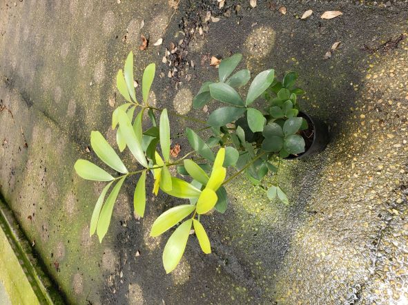 zamia-furfuracea-zamia-maritima-cardboard-palm