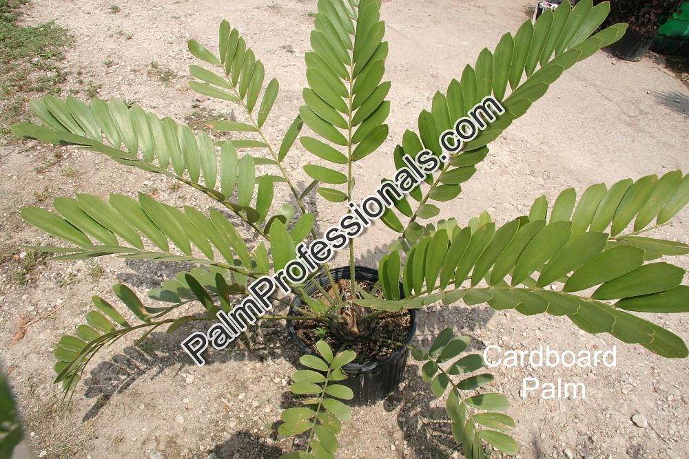 zamia-furfuracea-zamia-maritima-cardboard-palm