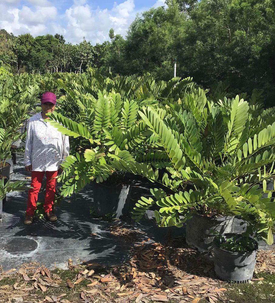 zamia-furfuracea-zamia-maritima-cardboard-palm