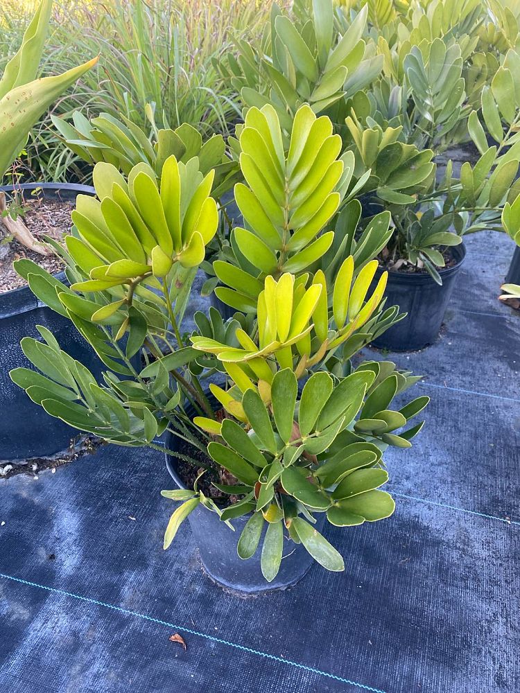 zamia-furfuracea-zamia-maritima-cardboard-palm