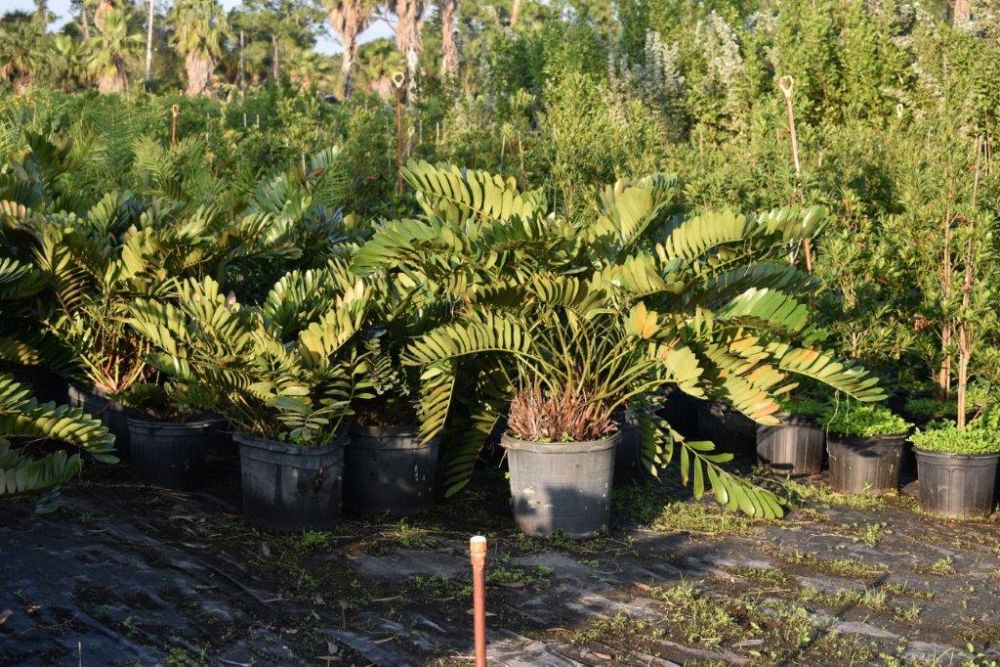 zamia-furfuracea-zamia-maritima-cardboard-palm