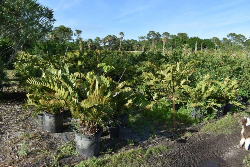 zamia-furfuracea-zamia-maritima-cardboard-palm
