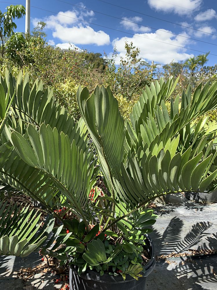zamia-furfuracea-zamia-maritima-cardboard-palm