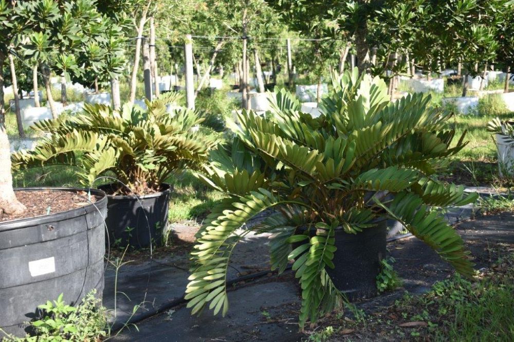 zamia-furfuracea-zamia-maritima-cardboard-palm