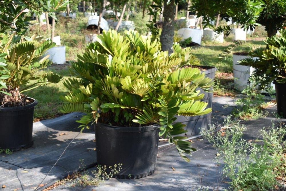zamia-furfuracea-zamia-maritima-cardboard-palm
