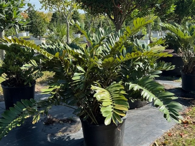 zamia-furfuracea-zamia-maritima-cardboard-palm