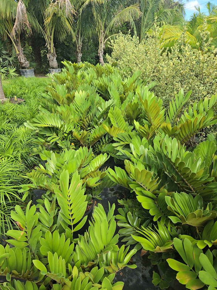 zamia-furfuracea-zamia-maritima-cardboard-palm