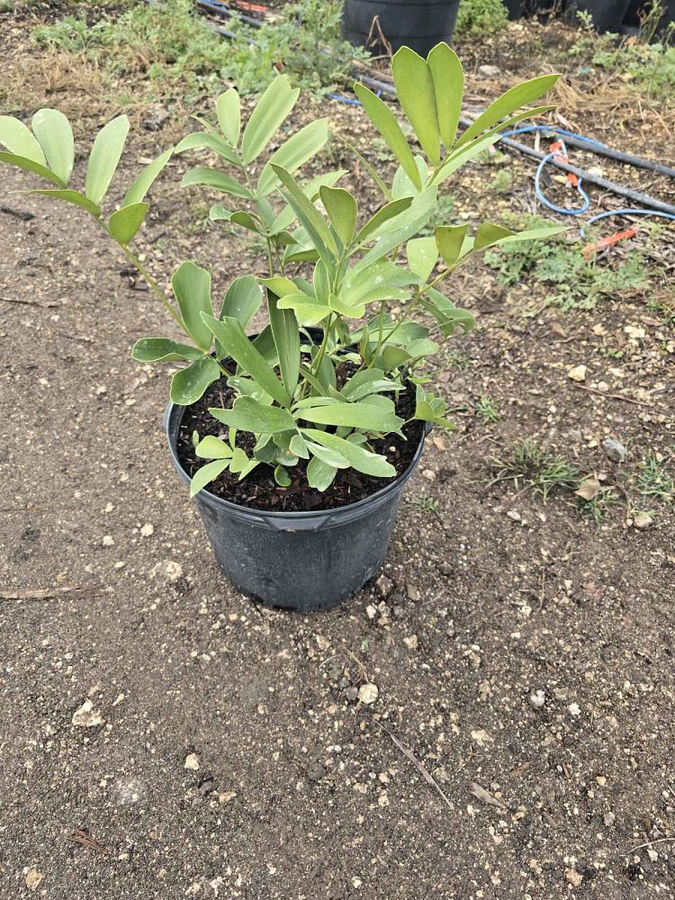 zamia-furfuracea-zamia-maritima-cardboard-palm