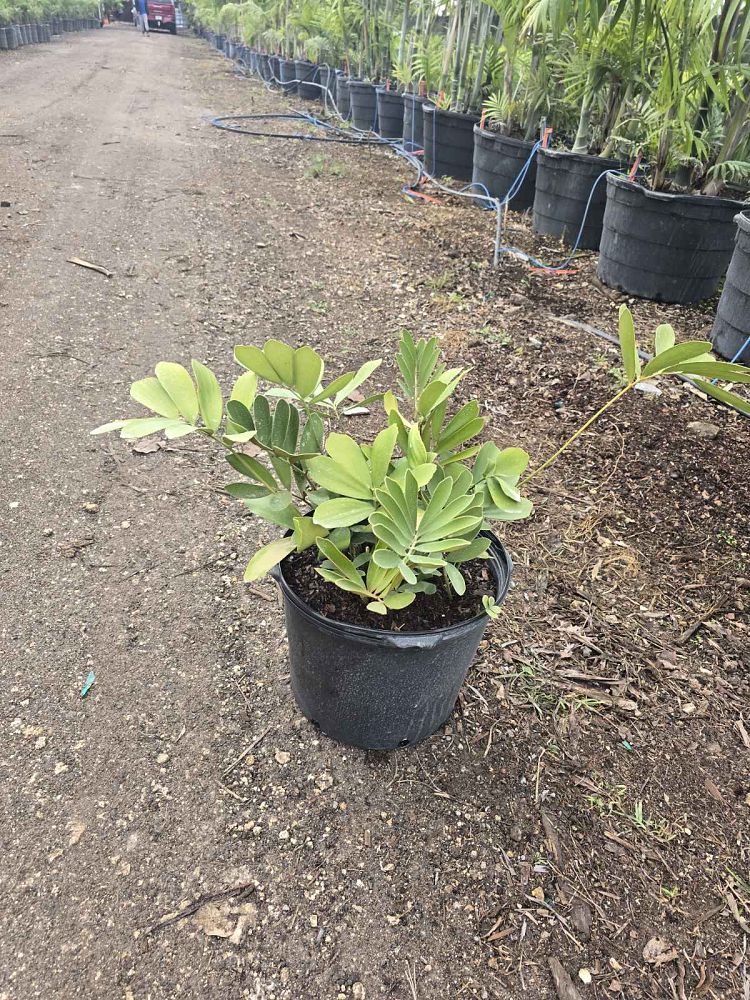 zamia-furfuracea-zamia-maritima-cardboard-palm