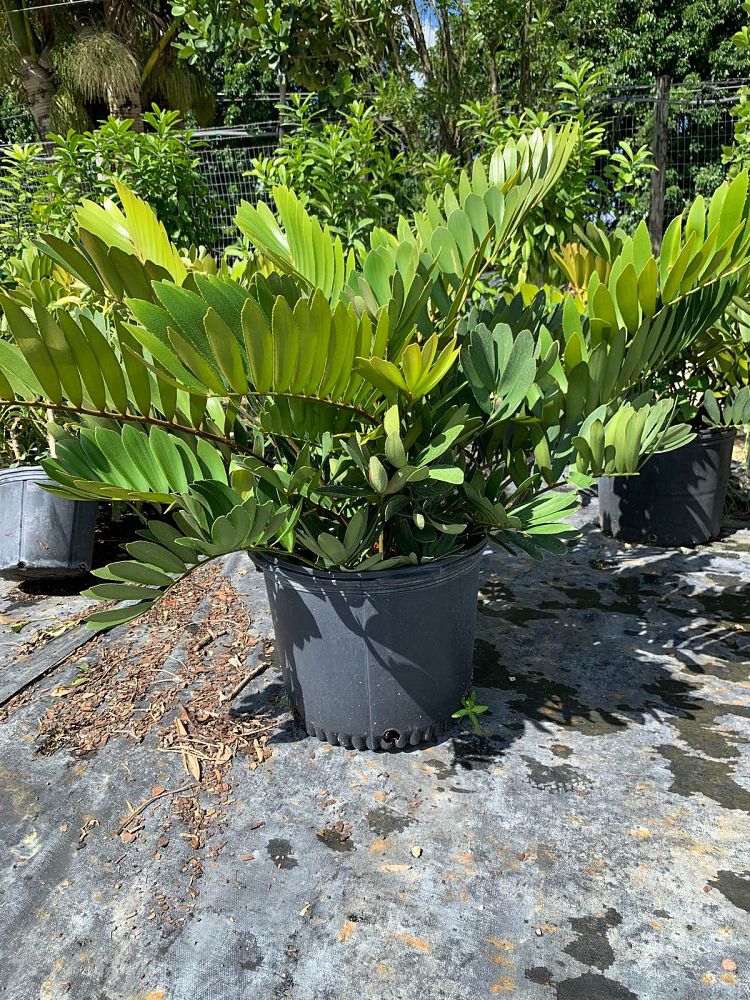 zamia-furfuracea-zamia-maritima-cardboard-palm