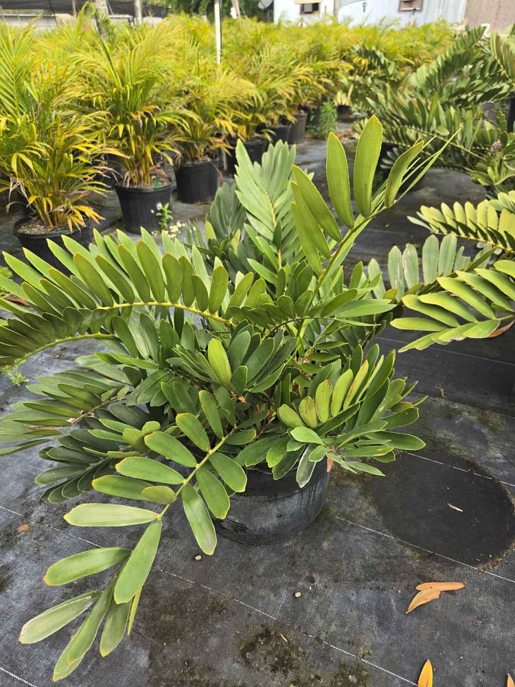 zamia-furfuracea-zamia-maritima-cardboard-palm