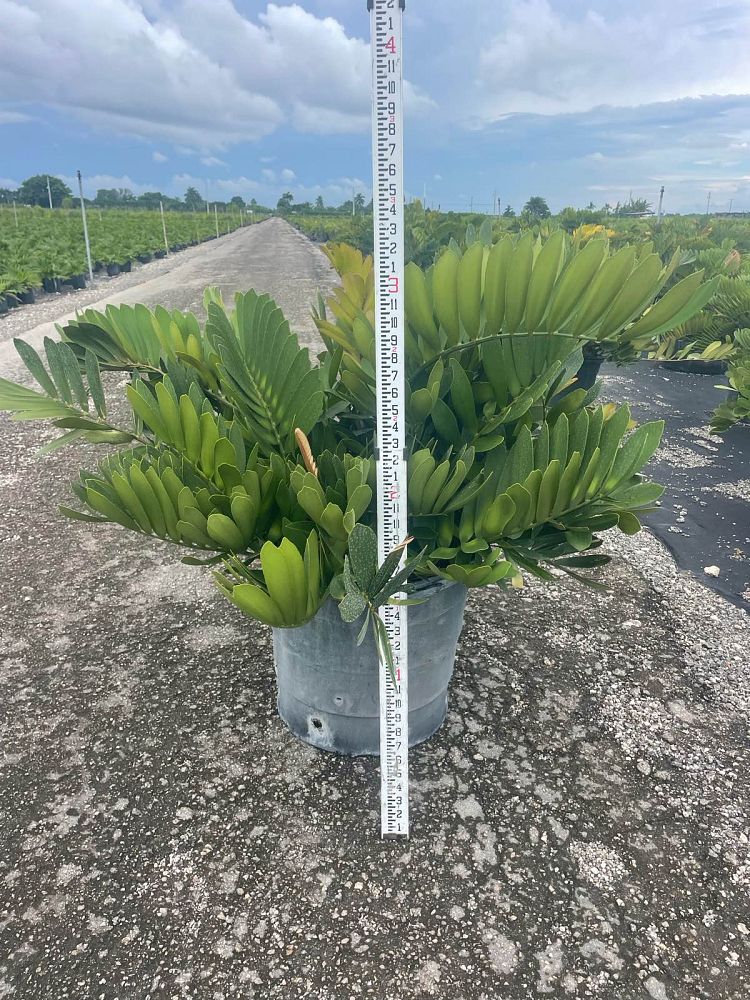zamia-furfuracea-zamia-maritima-cardboard-palm