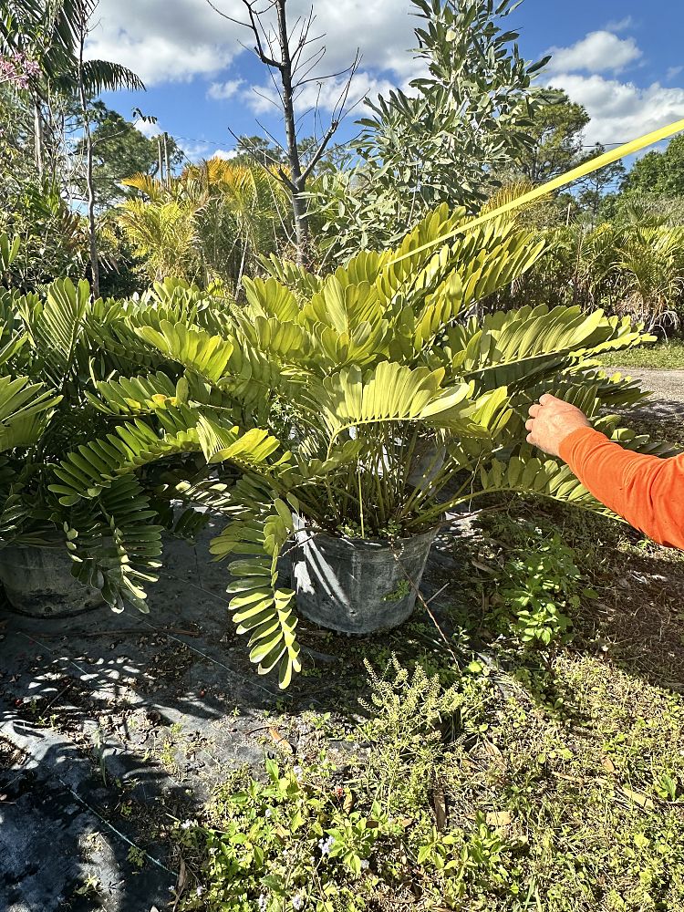 zamia-furfuracea-zamia-maritima-cardboard-palm