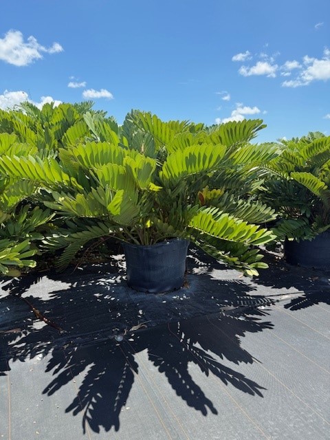 zamia-furfuracea-zamia-maritima-cardboard-palm