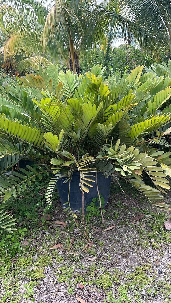 zamia-furfuracea-zamia-maritima-cardboard-palm
