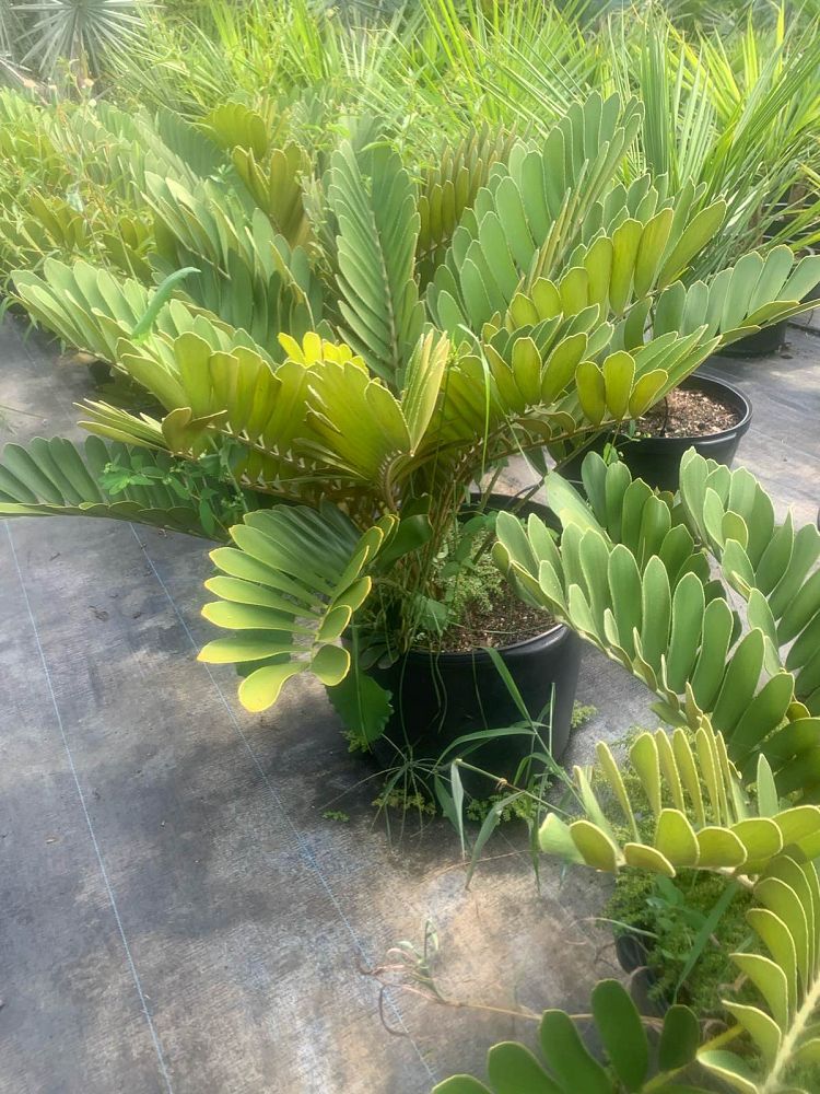 zamia-furfuracea-zamia-maritima-cardboard-palm