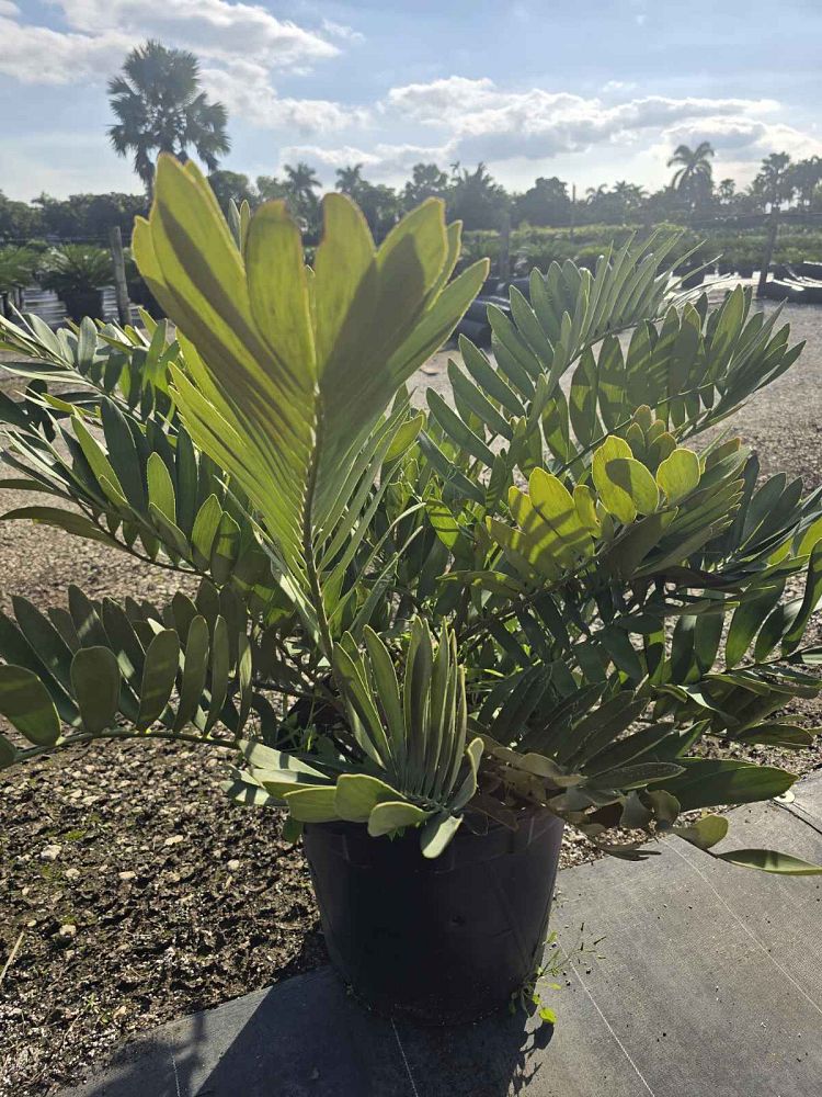 zamia-furfuracea-zamia-maritima-cardboard-palm