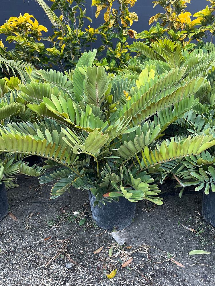 zamia-furfuracea-zamia-maritima-cardboard-palm