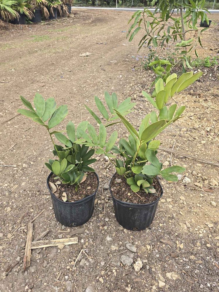 zamia-furfuracea-zamia-maritima-cardboard-palm