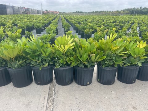 zamia-furfuracea-zamia-maritima-cardboard-palm