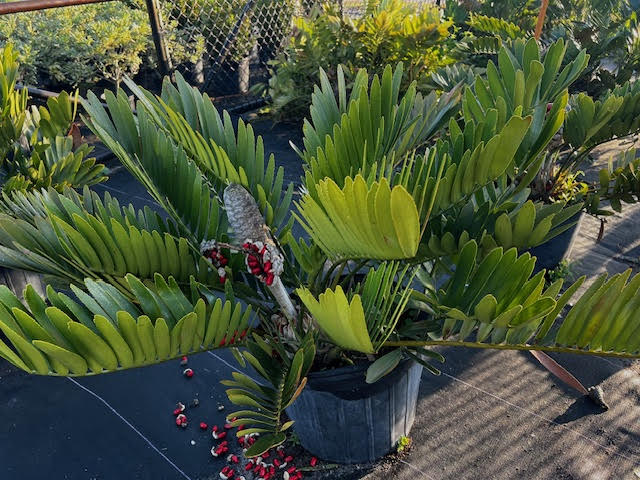 zamia-furfuracea-zamia-maritima-cardboard-palm