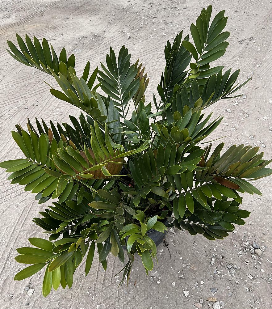 zamia-furfuracea-zamia-maritima-cardboard-palm