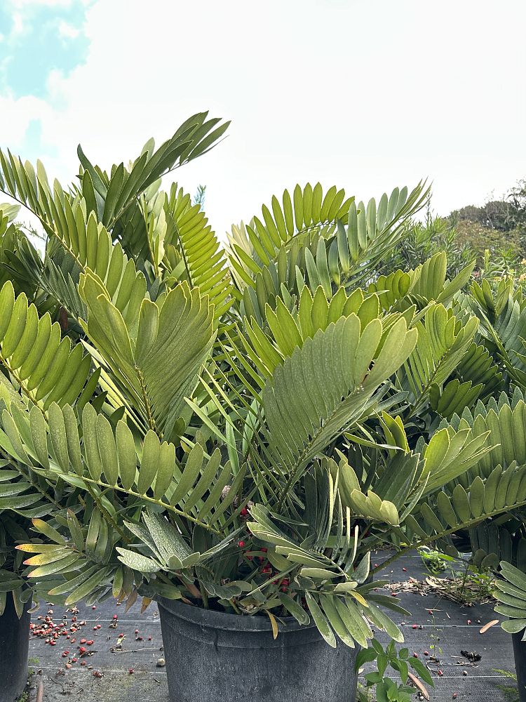 zamia-furfuracea-zamia-maritima-cardboard-palm