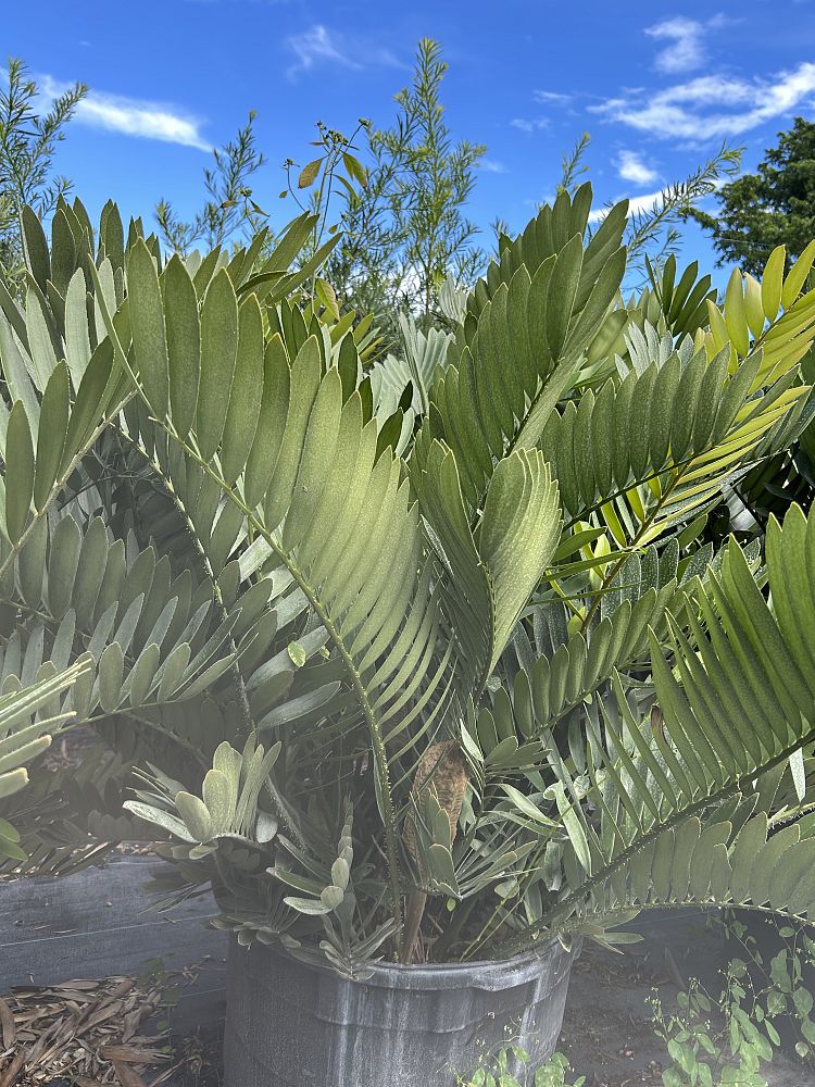 zamia-furfuracea-zamia-maritima-cardboard-palm