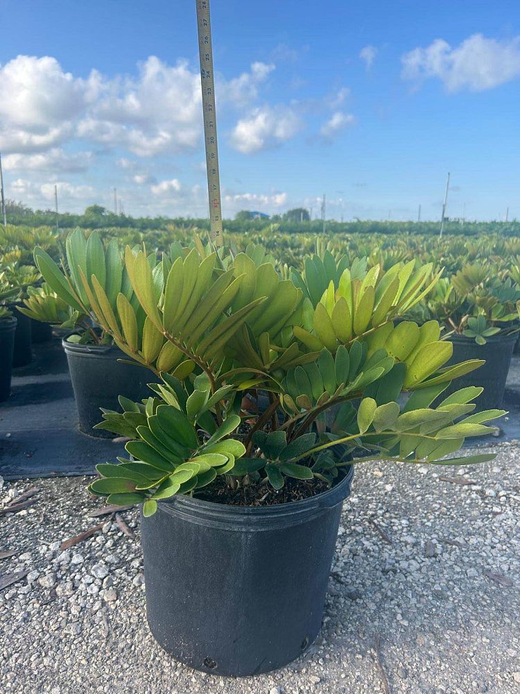 zamia-furfuracea-zamia-maritima-cardboard-palm